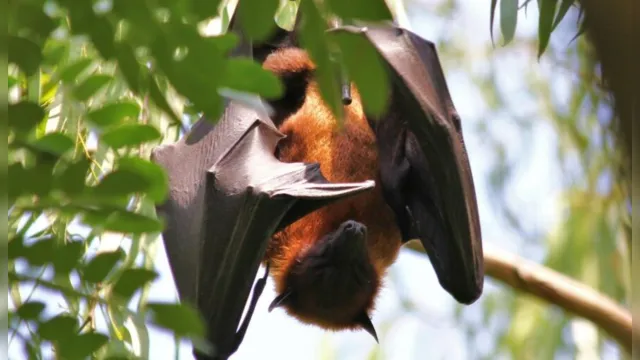 Imagem ilustrativa da notícia Novo coronavírus está circulando entre morcegos há 70 anos, aponta estudo