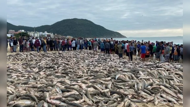 Imagem ilustrativa da notícia Praia coberta por peixes em Santa Catarina impressiona moradores e internautas