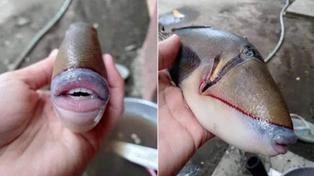 Imagem ilustrativa da notícia Peixe com "dentes humanos" e "lábios" fica famoso na web