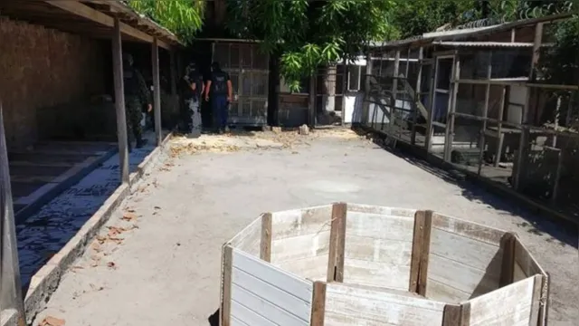 Imagem ilustrativa da notícia Polícia desarticula rinha de galos dentro de residência em Santarém