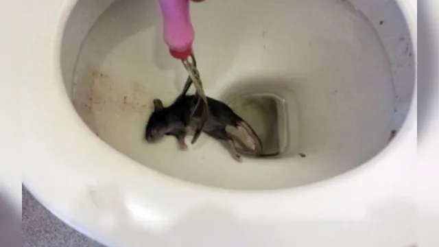 Imagem ilustrativa da notícia Efeito pandemia: ratos agressivos estão subindo por privadas de casas