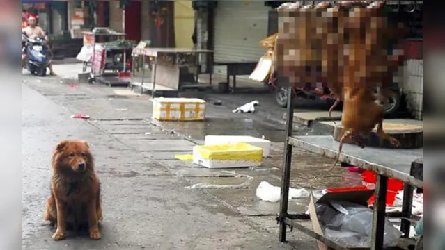 Imagem ilustrativa da notícia Feira de cães reabre as portas na China