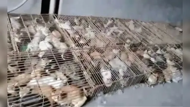Imagem ilustrativa da notícia Centenas de gatos que virariam alimento são flagrados em gaiolas. Veja