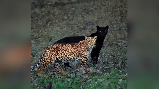 Imagem ilustrativa da notícia Parece uma sombra: leopardo é clicado ao lado de pantera negra e viraliza na web