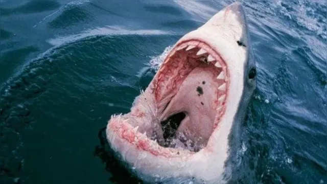 Imagem ilustrativa da notícia Pesadelo: tubarão ataca barco e puxa criança para o mar