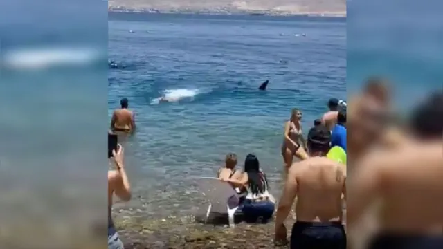 Imagem ilustrativa da notícia Turistas escapam de ataque de tubarão gigantesco em praia. Veja o vídeo!