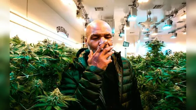 Imagem ilustrativa da notícia Mike Tyson revela que fuma R$ 200 mil por mês de sua plantação