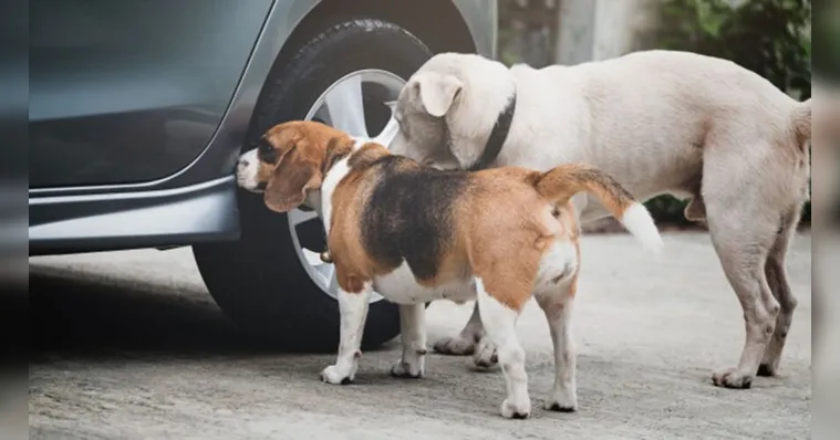 Imagem ilustrativa da notícia Você sabe os danos que o xixi de cachorro causa nos pneus do carro? 