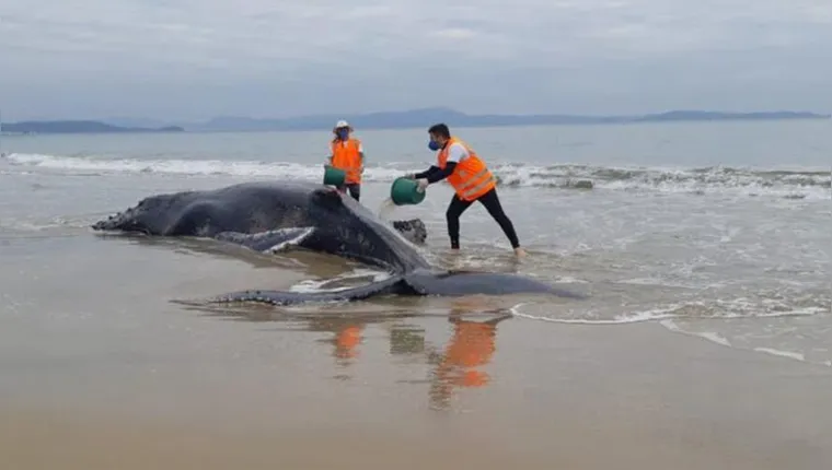 Imagem ilustrativa da notícia Baleia fica encalhada por 18 horas em praia de Florianópolis