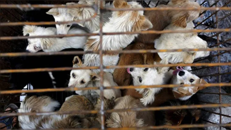 Imagem ilustrativa da notícia Casal é preso por envenenar cães e gatos para vender a carne