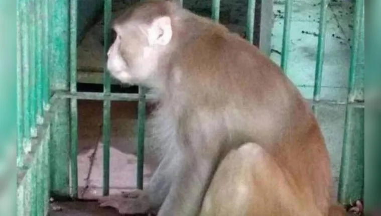 Imagem ilustrativa da notícia Macaco mata uma pessoa e fere 250 por causa de bebida alcoólica; veja o vídeo 