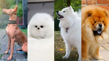 Imagem ilustrativa da notícia As dez raças de cães mais encantadoras e caras do mundo. Confira! 