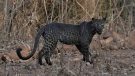 Leopardos com melanismo são raríssimos e dificilmente são avistados por fotógrafos especializados

