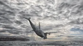 Registro incrível do salto de 4,57 metros do salto do tubarão na África do Sul

