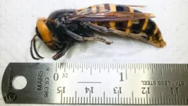 A vespa gigante asiática é a maior do mundo e pode medir mais de 5 cm