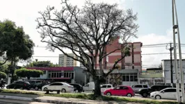 Diário flagrou árvores com problemas pela cidade. 