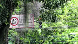 Vegetais sem cuidados dificultam visualização e trazem riscos de acidentes. 