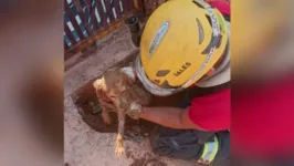 O animal foi resgatado por uma equipe do Corpo de Bombeiros. 