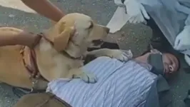 A cadela ficou apreensiva ao ver o dono caído no chão. 