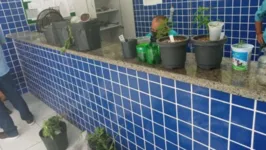 O acusado informou que plantava a erva para consumo próprio.  