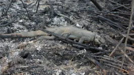 Consequências de incêndios se prolongarão para além do período de seca
