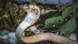 Imagem ilustrativa da notícia Serpentes apreendidas em Brasília já estão no Butantan