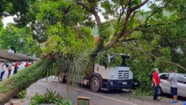 Imagem ilustrativa da notícia Árvore cai no centro de Belém e deixa avenida interditada