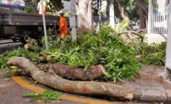 Imagem ilustrativa da notícia Árvore cai e atinge poste no bairro de Nazaré