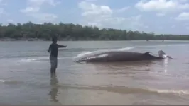 O animal foi encontrado de debatendo nas águas