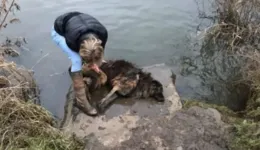 Bela foi resgatada por uma mulher que caminhava pelo local. 