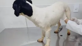 A cadelinha foi levada imediatamente aos cuidados de uma clínica veterinária