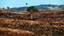 A Operação Amazônia Viva, que realiza atividades em 15 municípios paraenses, tem gerado resultados positivos. 