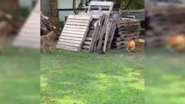 Imagem ilustrativa da notícia Pega-pega entre galinha e cachorro viraliza na web. Veja o vídeo!