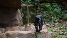 Imagem ilustrativa da notícia Tour virtual permite público conhecer Parque Zoobotânico Vale