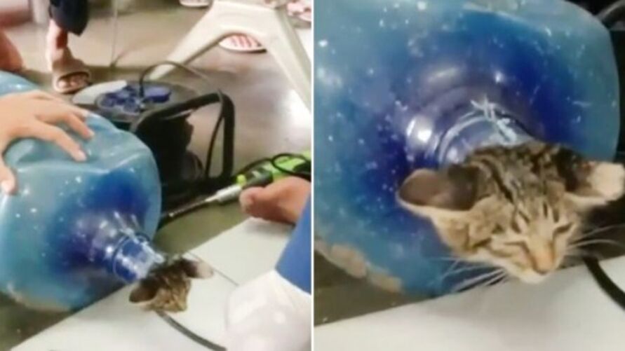 Imagem ilustrativa da notícia: Gatinho fica com cabeça presa em galão de água; veja o vídeo
