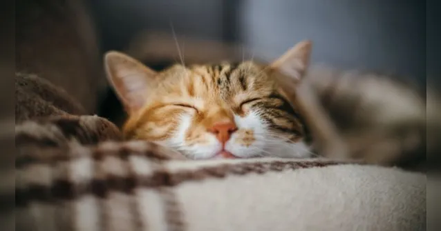 Imagem ilustrativa da notícia Seu gato dorme muito? Entenda a razão de tanto sono