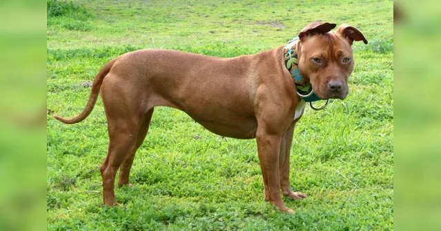 Imagem ilustrativa da notícia Jovem defende cachorro e é mordida pelo marido