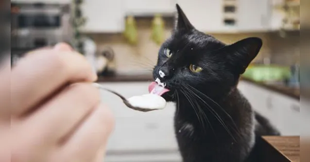Imagem ilustrativa da notícia Veja os "alimentos humanos" que um gato pode comer