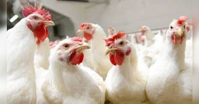 Imagem ilustrativa da notícia China diz que frango do Brasil está contaminado com Covid-19