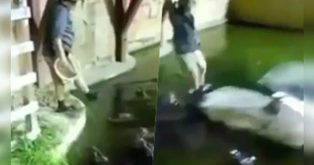 Imagem ilustrativa da notícia Homem cai de balanço dentro de lago com jacarés; veja o vídeo