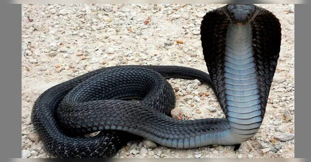 Imagem ilustrativa da notícia Cobra naja é encontrada na cama de um homem. Veja o vídeo!