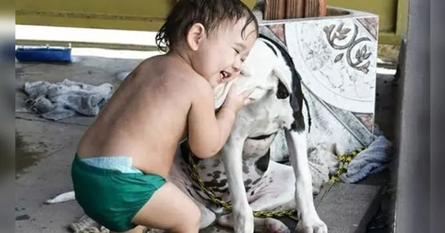 Imagem ilustrativa da notícia Cãozinho é encontrado após ficar um ano desaparecido