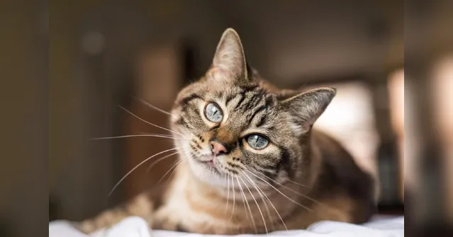 Imagem ilustrativa da notícia Gatos possuem energia que envolve e protege os seus donos; confira quais!
