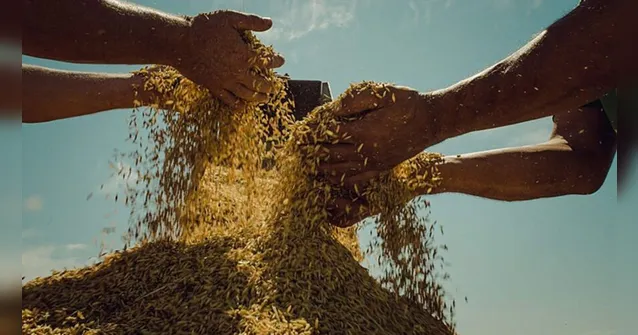 Imagem ilustrativa da notícia Com preço em alta, MST segue vendendo arroz com o mesmo preço de antes