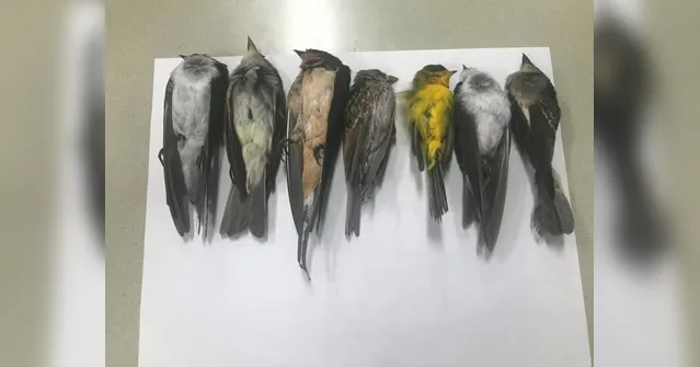 Imagem ilustrativa da notícia 'Tempestade' de pássaros mortos impressiona moradores