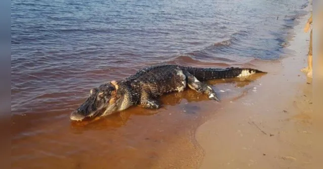 Imagem ilustrativa da notícia Jacaré aparece na beira da praia em pleno feriadão; veja o vídeo