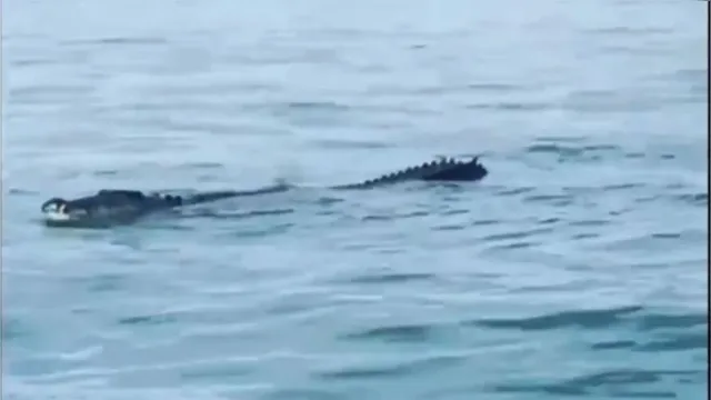 Imagem ilustrativa da notícia Impressionante! Crocodilo de 6 metros é flagrado em mar aberto, veja!