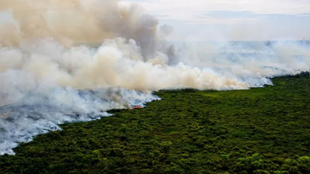 Imagem ilustrativa da notícia Perícia afirma que incêndio que destrói Pantanal foi intencional