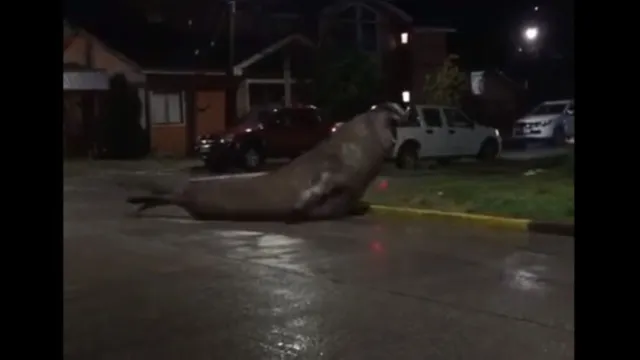 Imagem ilustrativa da notícia Vídeo: Leão marinho é flagrado perdido circulando pelas ruas 