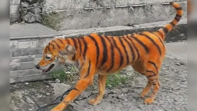 Imagem ilustrativa da notícia Cão é pintado de laranja e preto para parecer um tigre